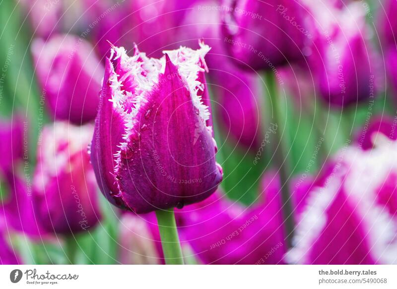Tulpe in lila mit Regentropfen Tulpen Frühling Blume Blüte grün Blumen Tulpenblüte Blühend Farbfoto Tulpenfeld violett Außenaufnahme Schwache Tiefenschärfe