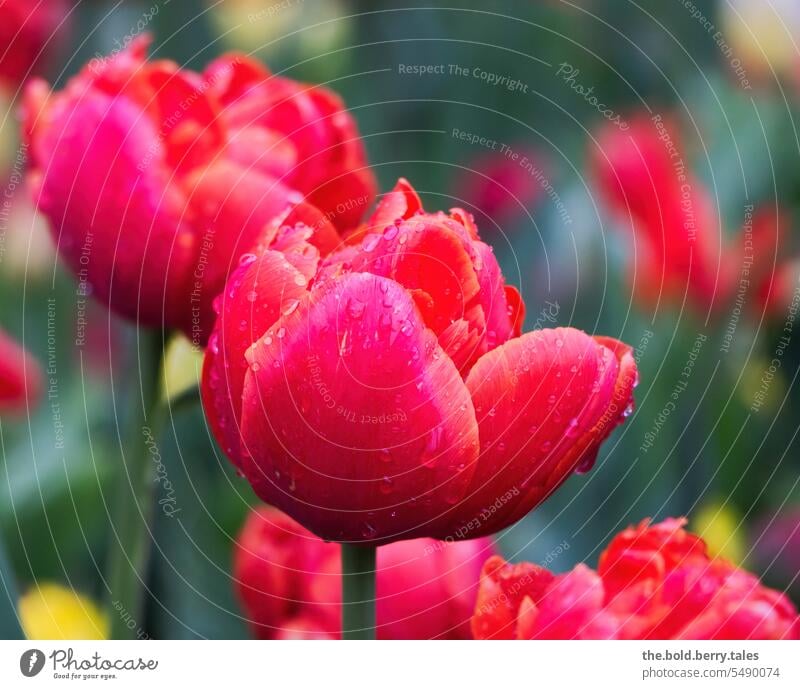 Rote Tulpen mit Regentropfen Frühling Blume Blüte Blühend Tulpenblüte Farbfoto grün Blumen rot Außenaufnahme Schwache Tiefenschärfe