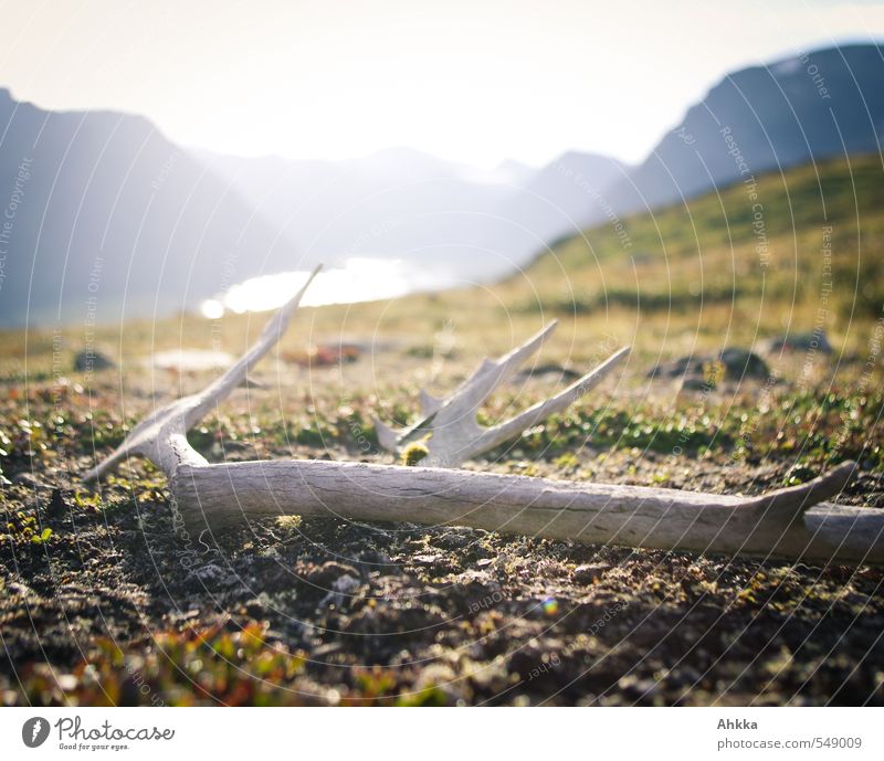 lost & found Sinnesorgane ruhig Berge u. Gebirge Leben Horn Rentier Natur Landschaft Moos Wiese See Stimmung Ehrlichkeit authentisch Weisheit Identität Trennung