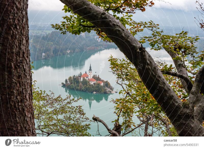Friedlicher Blick auf den Bleder See und die Insel mit der Wallfahrtskirche Mariä Himmelfahrt, Slowenien Natur Kirche Kloster Ast Kofferraum Blätter Spiegel