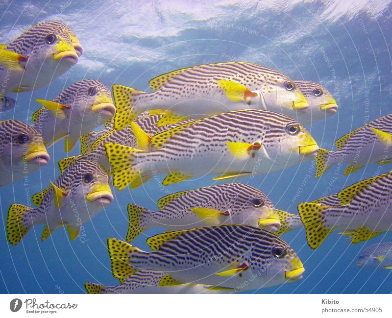 yellow fish swarm Great Barrier Reef Meer tauchen Schnorcheln ocean diving dive snorkeling