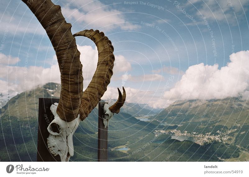 Muottas Muragl Pontresina Bergstation Steinbock Tier Horn Wolken wandern Alm St. Moritz Schädel Aussicht Himmel Natur