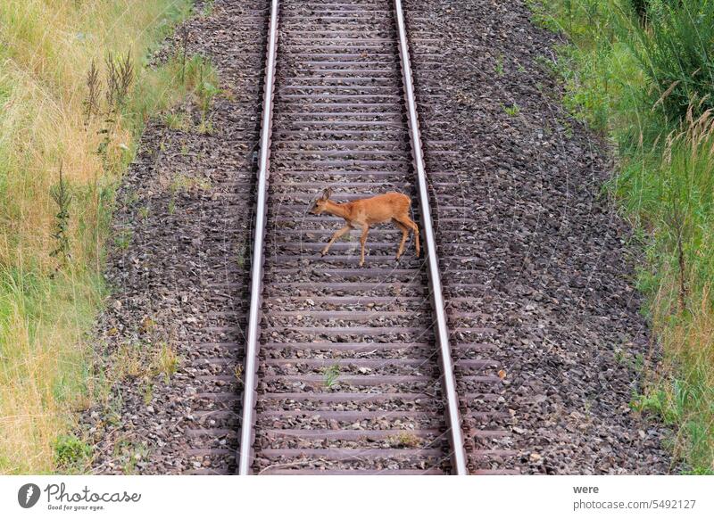 Ein Reh überquert die Bahngleise auf einem Bahndamm Tier braun capreolus capreolus capreolus zierlich unschuldig Säugetier Textfreiraum kuschelig weich Hirsche