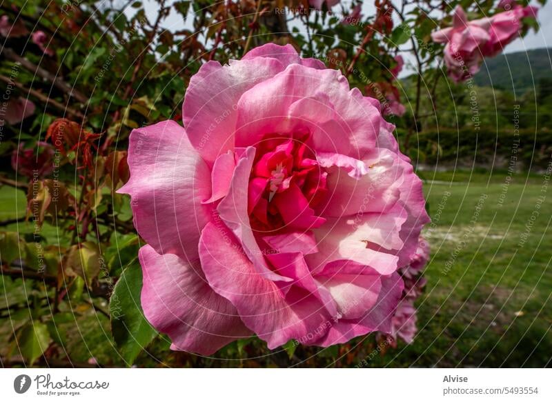 2023 05 05 Angera Rosa gallica rosa Natur Sommer schön Garten Roséwein Hintergrund Blume romantisch Dekoration & Verzierung Frühling geblümt botanisch