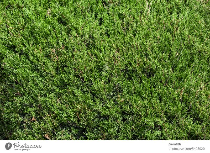 natürliches Muster grüne Baumblätter abstrakt Hintergrund Nahaufnahme Farbe Tag detailliert Umwelt Feld Flora frisch Garten Gras grüner Hintergrund