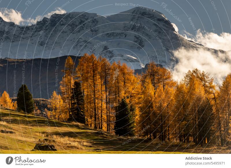 Schneebedeckte Berge in der Nähe von Nadelwäldern an einem bewölkten Tag Berge u. Gebirge Natur Wald Ambitus Kamm reisen Landschaft Gipfel Baum hoch Wälder