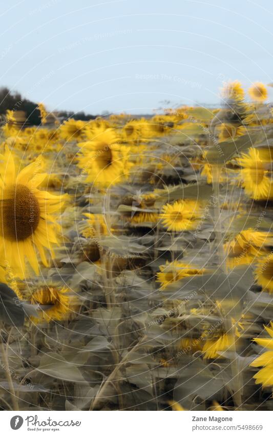 Abstraktes Sonnenblumenfeld, das sich im Wind bewegt pshydelic Sonnenblumen-Hintergrund september hintergrund august hintergrund Stimmung stimmungsvolle Blumen