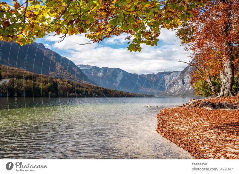 Herbst an der Küste des Bohinjer Sees im Triglav-Nationalpark, Julische Alpen in Slowenien Berge u. Gebirge Blätter farbenfroh lebhaft Farbe rot orange gelb