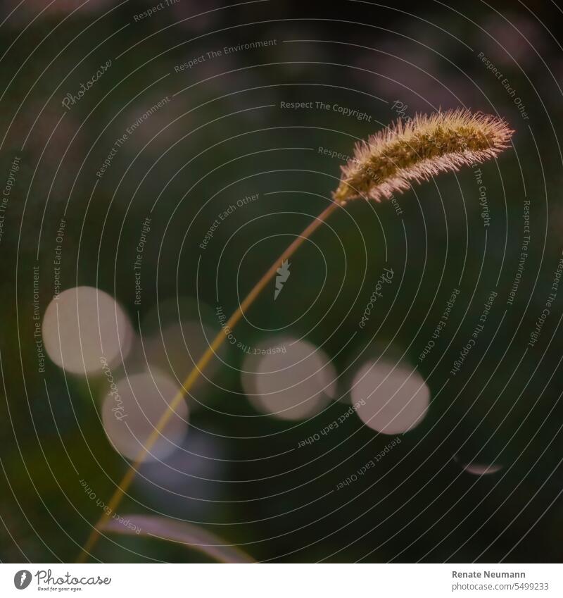 Fuchsschwanzgras mit Bokeh Gras Gräser Natur Pflanze natürlich Nahaufnahme Umwelt Wildpflanze Außenaufnahme Menschenleer