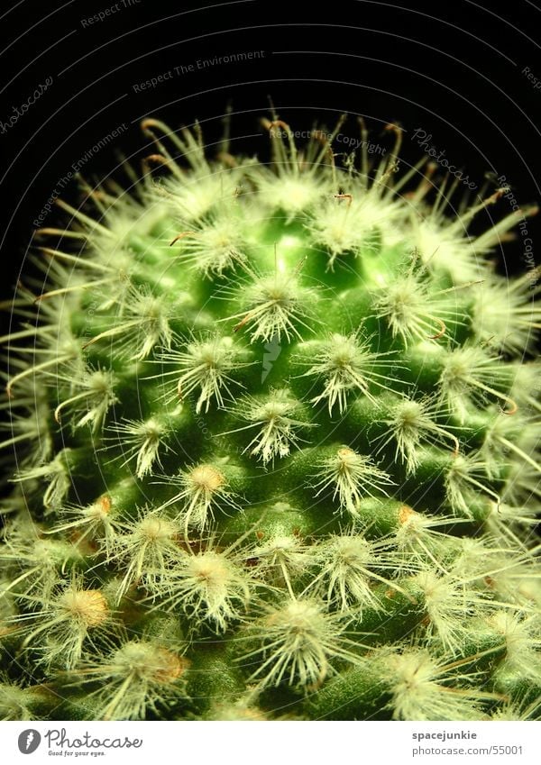 Kaktus grün stachelig Zimmerpflanze Schmerz Stachel weiße stacheln