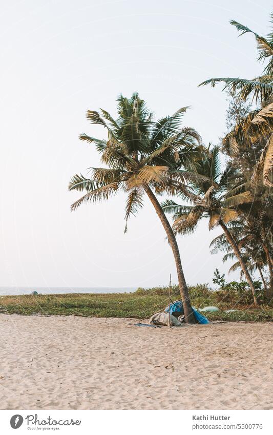 eine Palme am Strand in Indien Kerala Ferien & Urlaub & Reisen Himmel Natur Ferne Wasser Sommer Meer Asien Landschaft Farbfoto Sonnenlicht Tourismus Küste