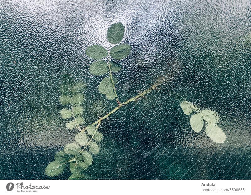 Wildrosenblätter hinter Strukturglas Glas Glasscheibe Rose Blätter durchsichtig Scheibe Reflexion & Spiegelung Strukturen & Formen grün