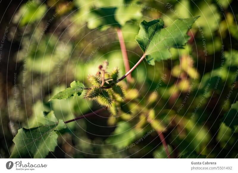 Kleine Pflanze, die vom Morgenlicht beleuchtet wird. Landschaft Sonnenaufgang Außenaufnahme Natur Bokeh Bokeh-Effekt Unschärfe natürlich natürliche Welt