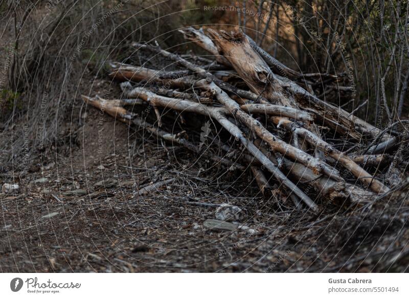 Trockene Äste, die im Wald gruppiert sind. Landschaft Natur Landschaft - Landschaft Natur-Foto im Freien Niederlassungen Textfreiraum Umwelt Brennholz Park