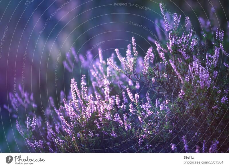 Lichteinfall über lila Heideblüte Heideromantik Heidestille poetisch Heidestrauch stimmungsvoll Lichtstimmung blühen idyllisch Heidepflanzen Heidestimmung