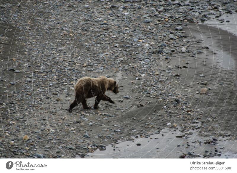 Alaska | ein Bär auf dem Weg zum Lachsfang Fluss Tier wild Wildtier Wildnis Flussufer steinig Steine grau braun beige Natur steiniges Flussufer Ufer
