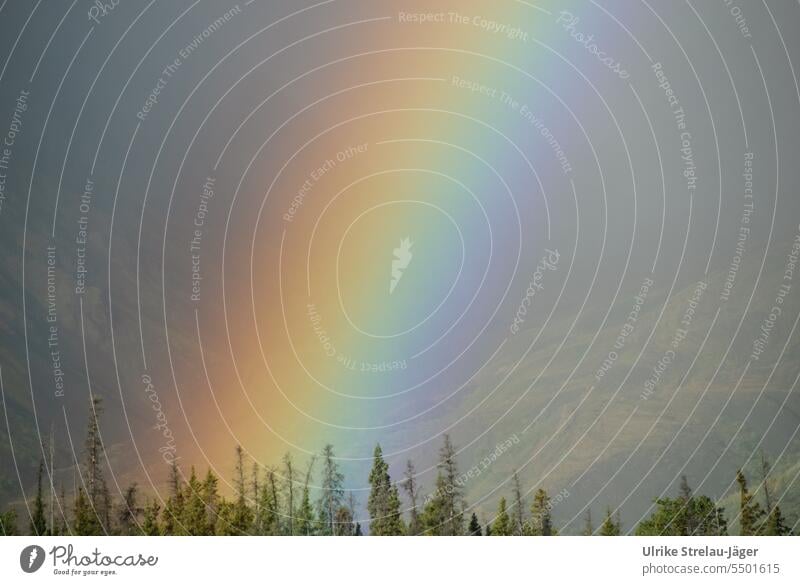 Alaska | Regenbogen ganz nah Berge Wald bewaldet Sonne blau grün regenbogenfarben Wetter Natur Landschaft Wildnis einsam einsame Landschaft Sonnenlicht Licht