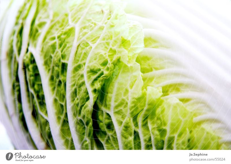 Made in China Pak Choy Pekingkohl Chinakohl Vegetarische Ernährung Selleriekohl Kohl Salat Salatbeilage Gemüse Bioprodukte Foodfotografie Gesunde Ernährung