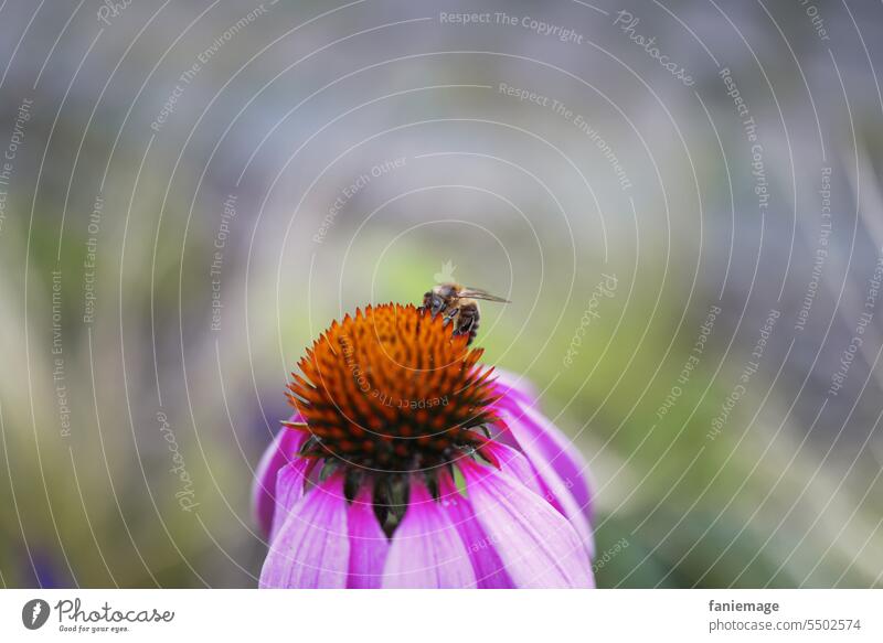 Sonnenhut mit Biene Sonnenhütte Fahne pflanze Sommer Detailaufnahme Nahaufnahme blühen Garten Grün bluete Natur Insekt Frühling Blüten Blumen rosa Blühend