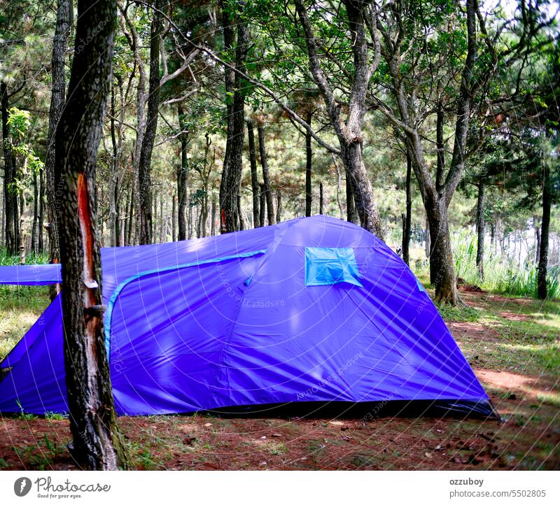 Seitenansicht des blauen Zeltes im Kiefernwald Baum Natur Wald Sommer Abenteuer im Freien reisen grün Urlaub Park Lager Freizeit wandern Feiertag Hintergrund