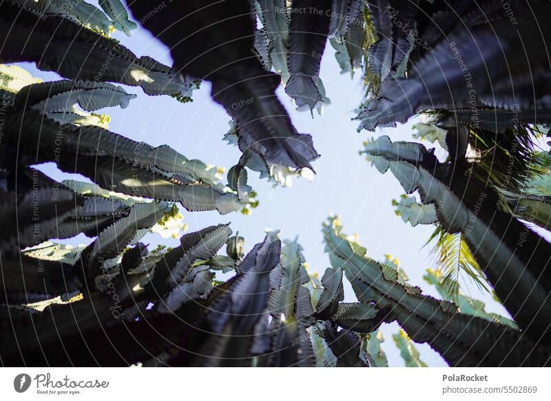 #A0# Kaktusautsch! kaktuspflanze Kaktusfeld kaktuse Spitz Autsch Dornen Stacheln Pflanze Natur stachelig grün Kakteen Sommer Farbfoto Außenaufnahme Sukkulente