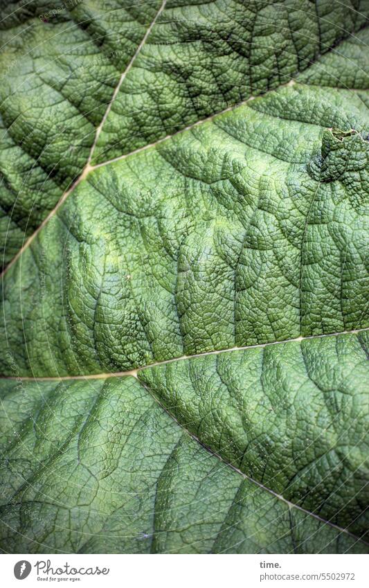Lebenslinien .162 Natur Umwelt groß Wachstum Pflanze Blatt Adern Phyllom Photosynthese Transpiration Mittelrippe Seitenrippe grün wellig Blattgrün Struktur