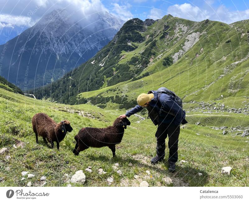 Wanderer und zwei Schafe in alpiner Umgebung Berge u. Gebirge Wolken Himmel Alpen Landschaft Gipfel Schneebedeckte Gipfel Umwelt Felsen Natur Schönes Wetter