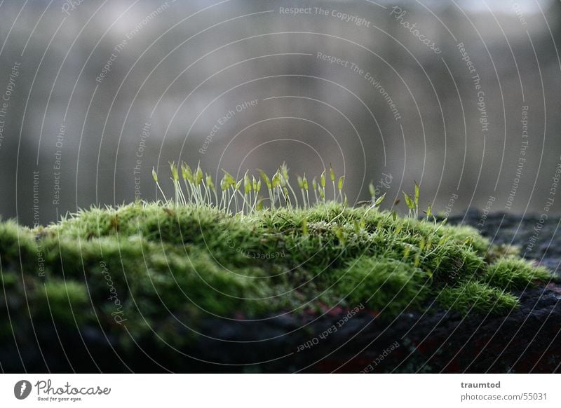 Einfach Moos... Baum Makroaufnahme Pflanze Wald Gras Wiese Baumstamm grün Der kleine Hobbit Waldarbeiter Kresse Grünpflanze Natur Haare & Frisuren