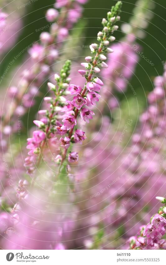 Blütenstand der Besenheide Spätsommer Heidezeit Pflanze Heidekraut Heidekrautgewächs Calluna vulgaris Einzelblüten rosa geöffnete Blüten geschlossene Blüten