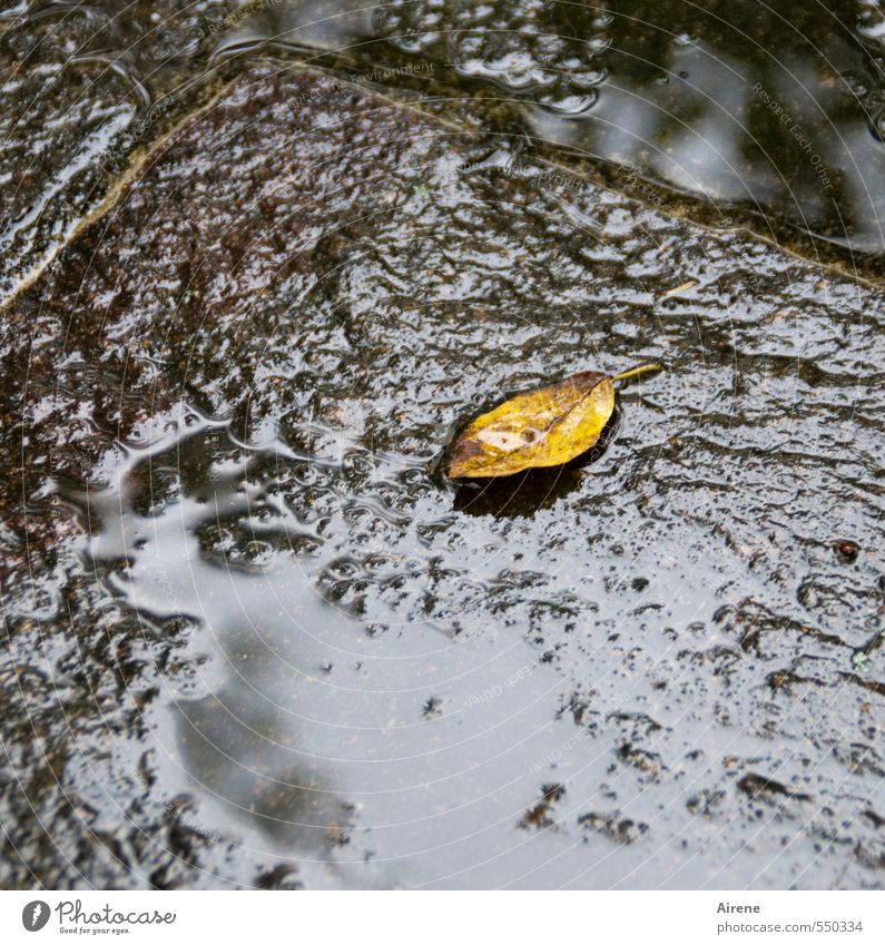 Für die einen ein unscheinbares Blättchen,... Natur Pflanze Wasser Wassertropfen Herbst schlechtes Wetter Regen Blatt Herbstlaub Terrasse Zeichen Pfütze liegen