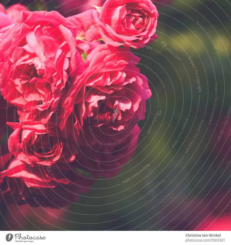 pinkfarbene Kletterrose im Garten Rose pinkfarbene Rose Rosenblüten gefüllte Blüten Pflanze Blume Natur Sommer Duft blühend Romantik ästhetisch schön natürlich