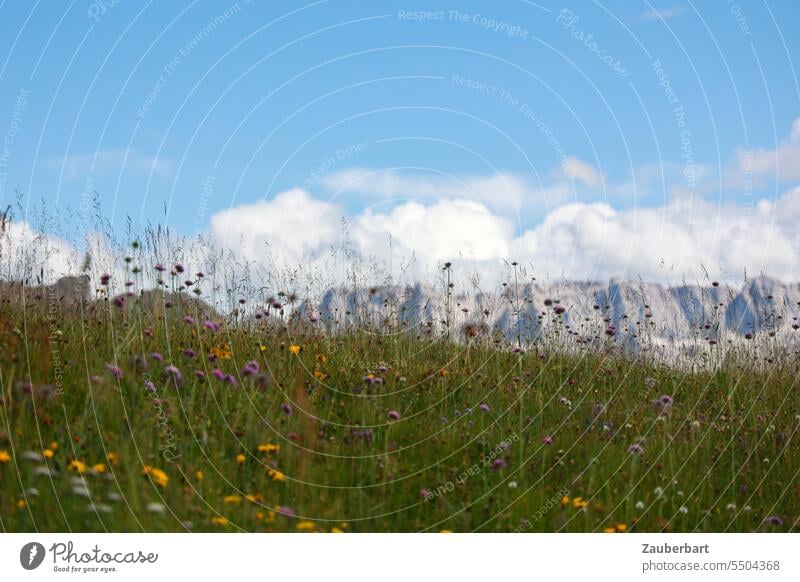 Blumenwiese, Bergpanorama, Himmel mit Wolken Alpen Panorama Gipfel grün Landschaft Südtirol wandern wanderlust Wandertag Aussicht Berge u. Gebirge Natur