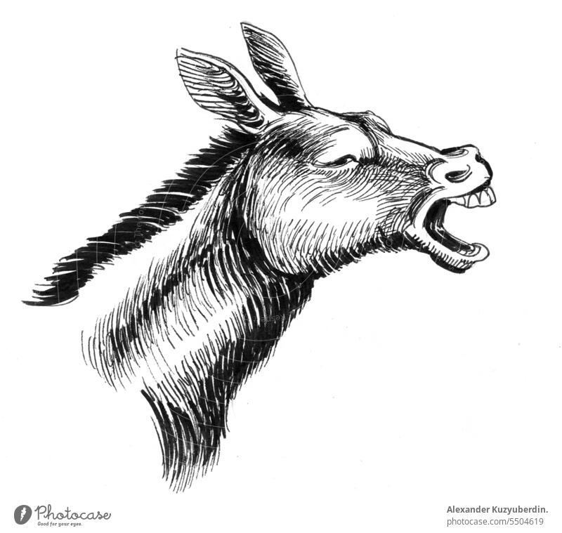 Jackass-Kopf, Tuschezeichnung in Schwarz-Weiß Tier Kunst Esel schwarz Karikatur Comic Zeichnung Bauernhof graphisch Humor Grafik u. Illustration vereinzelt