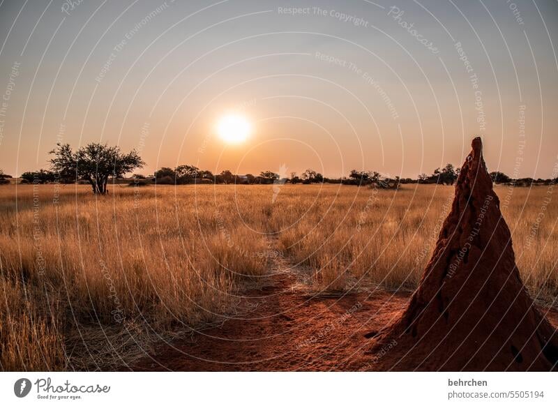 wildes namibia Fernweh Landschaft Ferien & Urlaub & Reisen Natur besonders magisch stille Dämmerung Afrika Ferne Namibia Gras Kalahari Sonnenuntergang