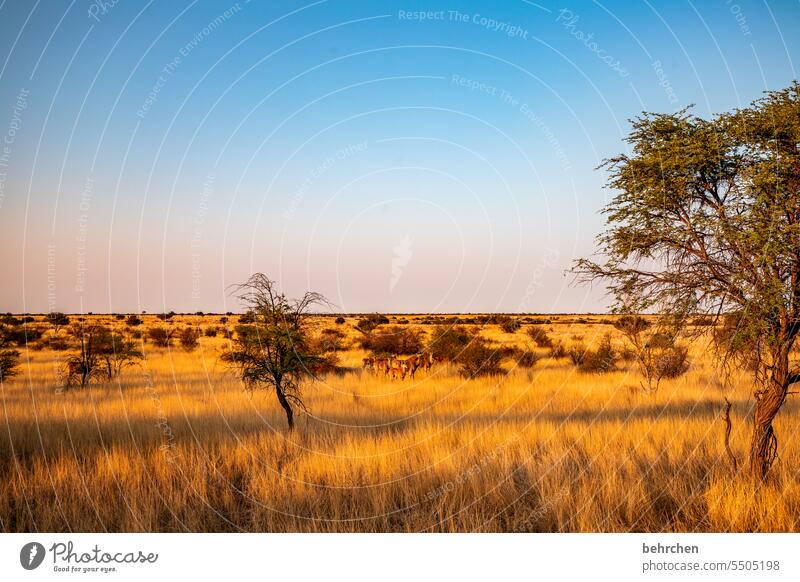 wildes namibia Fernweh Afrika Ferne Namibia Kalahari Gras wunderschön Wärme Sonnenlicht Morgendämmerung Antilopen Wildnis träumen traumhaft