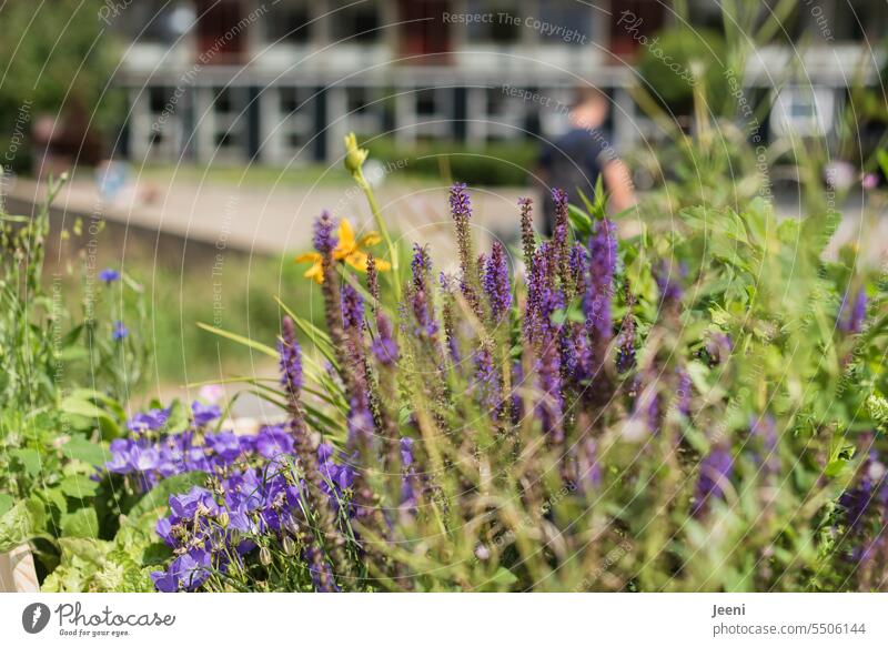 Floraler Vordergrund Blumen natürlich Natur Sommer Campus Menschen verschwommen unklar Unschärfe unscharf Wildblume grün lila violett blühend Blüte Pflanze