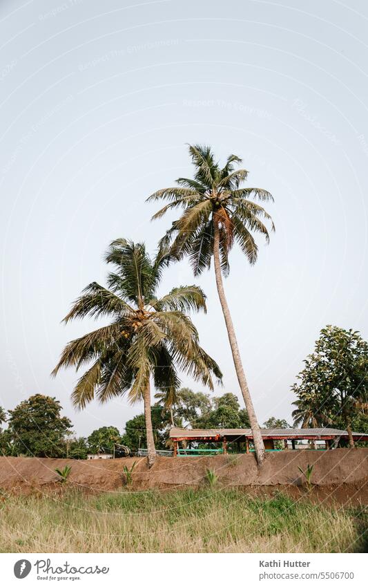 zwei Palmen mit blauem Himmel und einem Boot im Hintergrund Kerala Indien Ferien & Urlaub & Reisen Natur Außenaufnahme Asien Tourismus Sommer Farbfoto