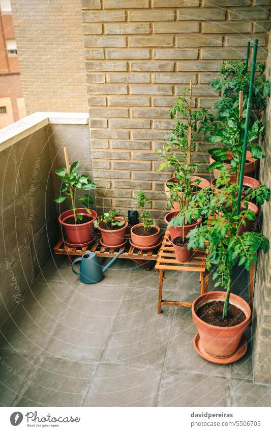 Gemüsegarten auf dem Balkon einer Wohnung mit Pflanzen, die in  Keramiktöpfen wachsen - ein lizenzfreies Stock Foto von Photocase