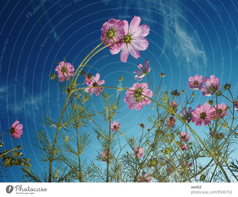 Cosmos bipinnatus Schmuckkörbchen Cosmea Garten Idylle Außenaufnahme Blume Tageslicht Blütenblatt glänzend Halm Leben Sträucher Schönes Wetter Pflanze Farbfoto