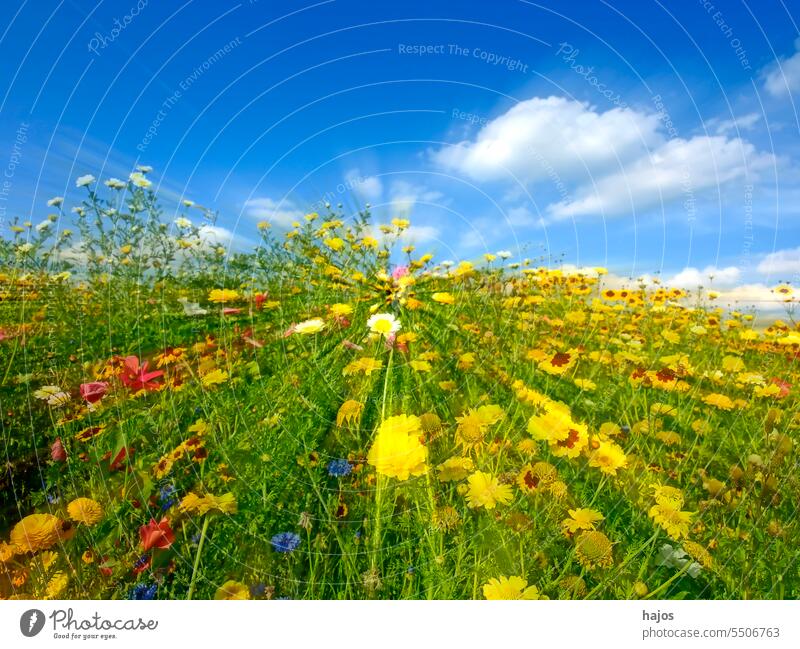 Wiese mit vielen bunten Blumen in einer Weichzeichnerlinse Malve rosa gelb grün Vielfalt Himmel blau verschwommen Geschwindigkeit Farbe farbig Blüte