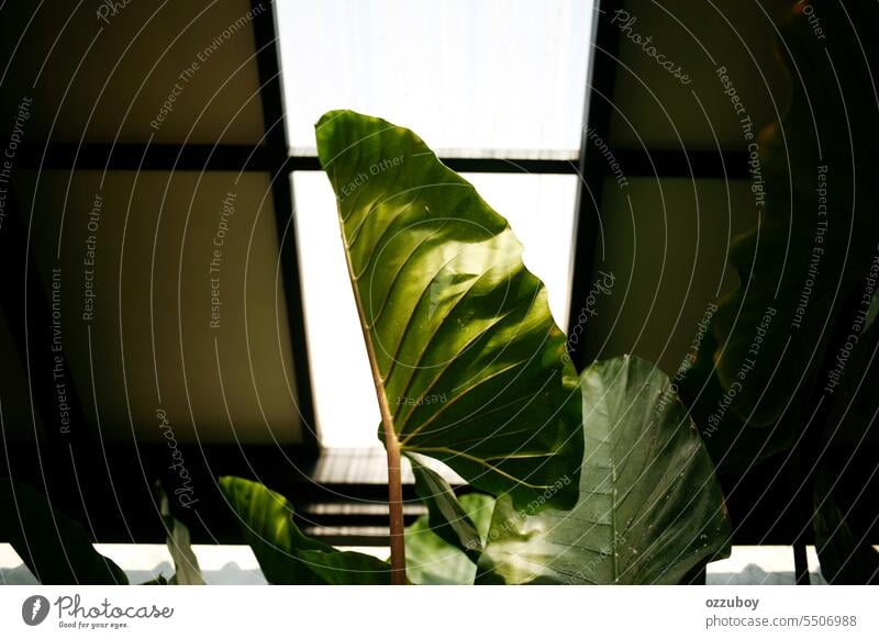 Taroblätter auf dem Dach Blatt Natur Pflanze keine Menschen Sommer grüne Farbe Wachstum Nahaufnahme Umwelt Hintergrund Botanik Frische Tag Taroblatt organisch