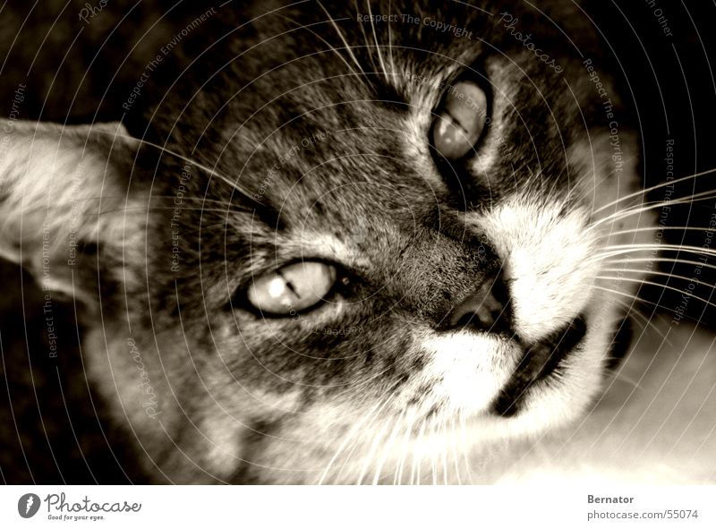 Ich sehe in Dich hinein.... Katze Katzenkopf Tier Wildnis Hauskatze Grauwert Fell Auge Katzenauge tiefer blick Blick Tigerkatze Schwarzweißfoto Außenaufnahme