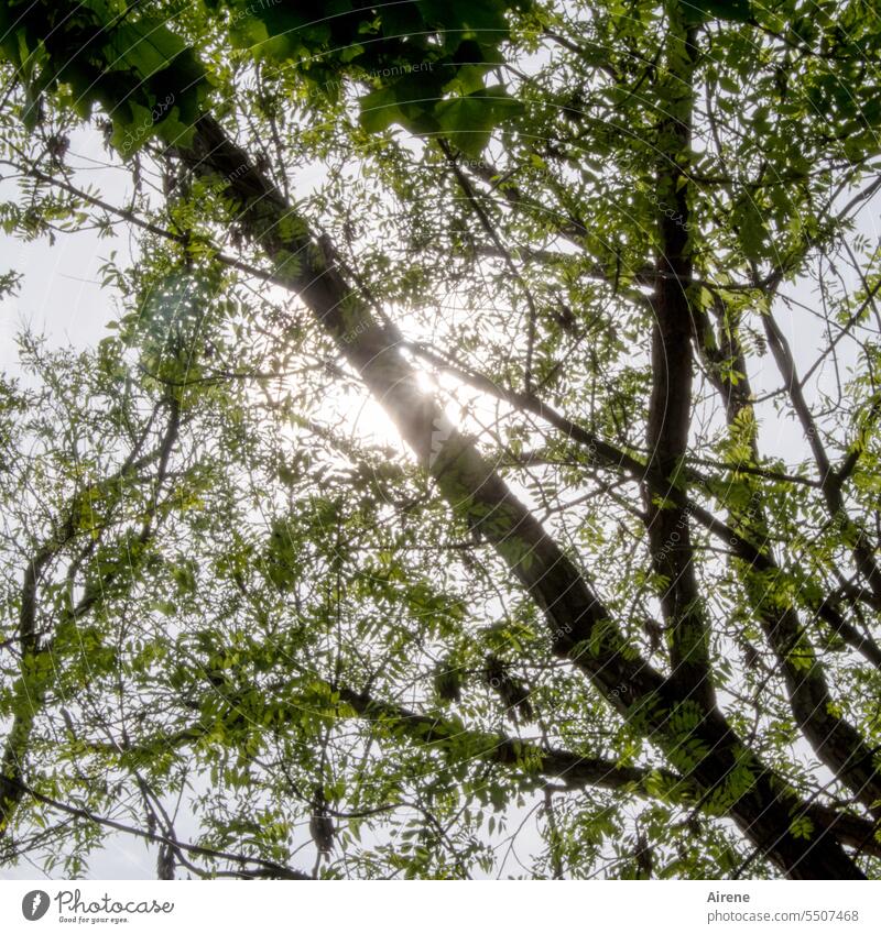 man sollte um jeden Sonnenstrahl dankbar sein Tag Baum Zweige u. Äste schwarz Natur Schönes Wetter Laubbaum Lichterscheinung Sonnenlicht natürlich Bäume grün