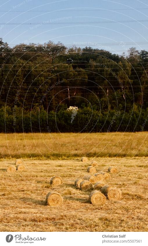 Heuballen auf einem Feld am Wald und Hochspannungsleitungen in der Luft Heuwiesen Landwirtschaft Landschaft Stroh Ernte Sommer getrocknet Strohballen Rolle
