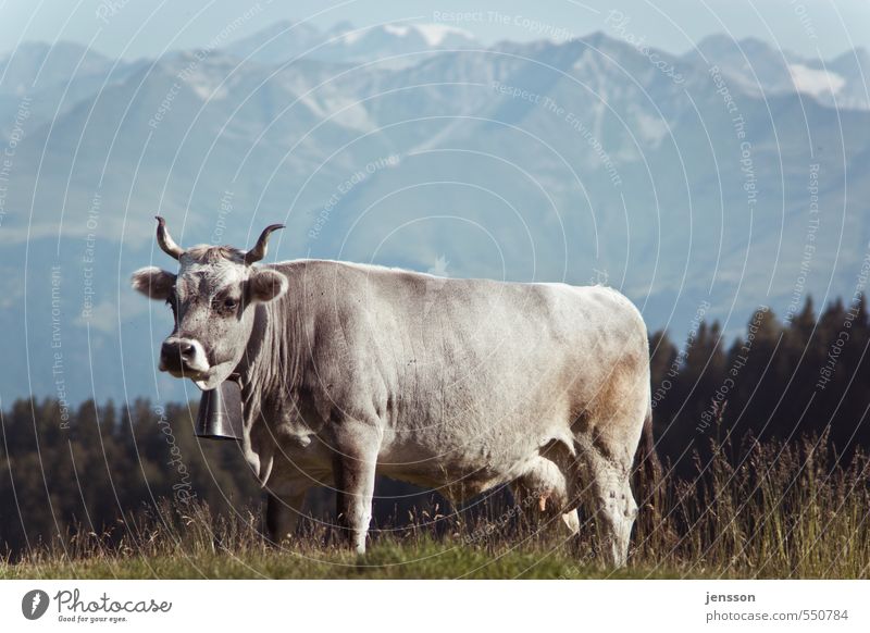 Auf dem Weg zum Lackierer Umwelt Natur Tier Gras Wiese Alpen Berge u. Gebirge Nutztier Kuh 1 stehen hell schön Alm Glocke Kuhglocke Horn Panorama (Aussicht)