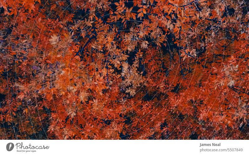 Overhead der Herbstzweige abstrakt herbstlich Hintergrund schön Schönheit in der Natur Ast braun Farbe farbenfroh Tag trocknen Umwelt fallen Laubwerk Wald