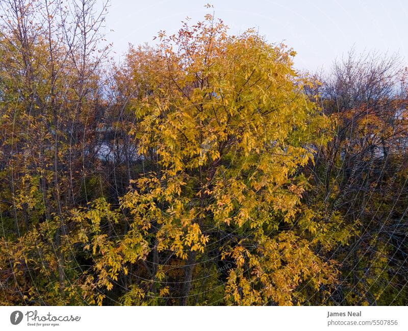 Jahreszeitenwechsel in Wisconsin mit einem kleinen Fluss hinter den Bäumen abstrakt Herbst herbstlich Hintergrund schön Schönheit in der Natur Ast braun Farbe