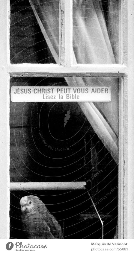Lest die Bibel ! Fenster Fensterkreuz Vorhang Gardine Einblick Vogel Papageienvogel Käfig Vogelkäfig schwarz weiß Etikett Frankreich Religion & Glaube verrückt