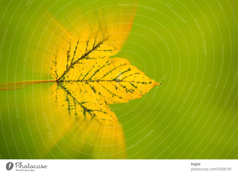Herbstlich gemaltes, verschwommenes Ahornblatt auf grünem Hintergrund Blatt gelb herbstlich Geschwindigkeit weich Licht sonnig Lügen Balken leer Textfreiraum