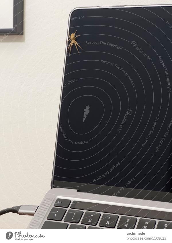 Eine Spinne im Büro Tier Business Computer Detailaufnahme lustig im Innenbereich ironisch Laptop Sitzung Monitor niemand beängstigend Bildschirm
